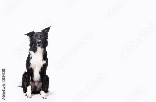 Full length portrait of an adorable purebred Border Collie looking curious to camera isolated on white background with copy space. Funny black and white dog try to be serious.