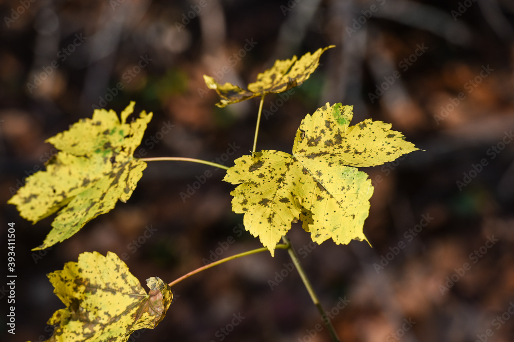 Belgique Wallonie bois foret automne saison climat erable 素材庫相片 | Adobe