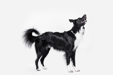 Full length portrait of a cheerful purebred Border Collie dog looking up isolated on white background with copy space. Funny astonished puppy, staring pet showing tongue, mouth open.