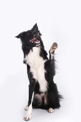 Close up portrait of a adorable purebred Border Collie dog looking aside raising up one of his front paws isolated over grey wall background with copy space. Funny puppy showing tongue, mouth open.