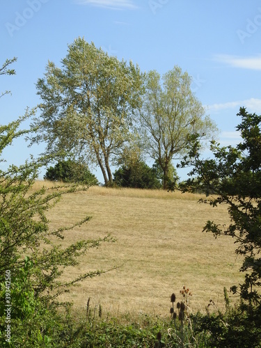 Bright dried grass and trees