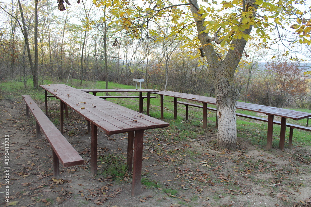 tree in the forest , autumn leaves in the park, park, leaves on the ground, trees in the park in autumn, Park benches, trees, autumn, in the park. tree in the forest , autumn leaves in the park, park, leaves on the ground, trees in the park in autumn, Park benches, trees, autumn, in the park.