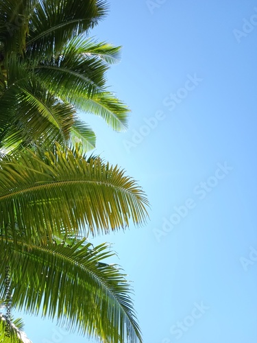 palm trees against sky © Nan