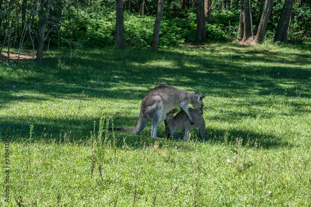 Wild Kangaroos at Morisset Picnic Area, Newcastle, New South Wales, Australia Wild Kangaroos at Morisset Picnic Area, Newcastle, New South Wales, Australia