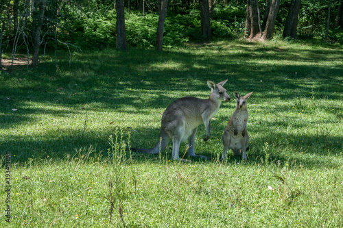 Wild Kangaroos at Morisset Picnic Area, Newcastle, New South Wales, Australia
