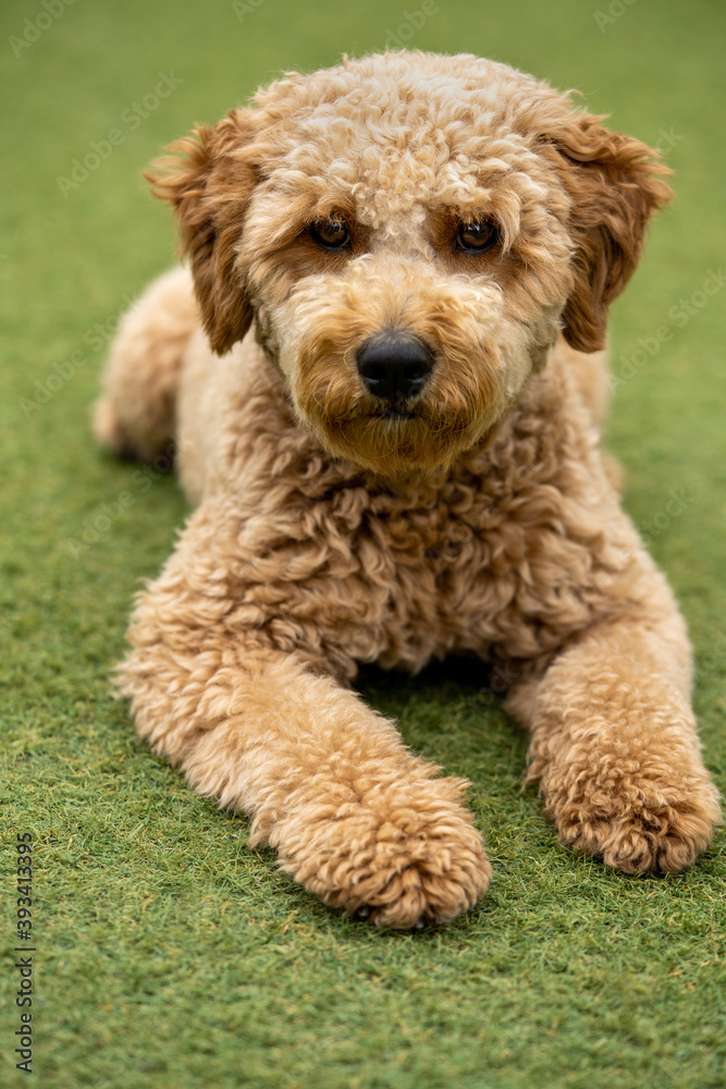Cachorro de Mini goldendoodle jugando en el césped Cachorro de Mini goldendoodle jugando en el césped