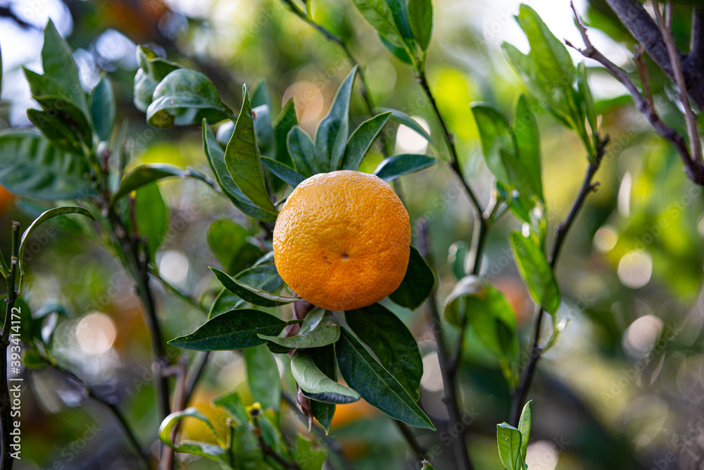 tangerine on tree