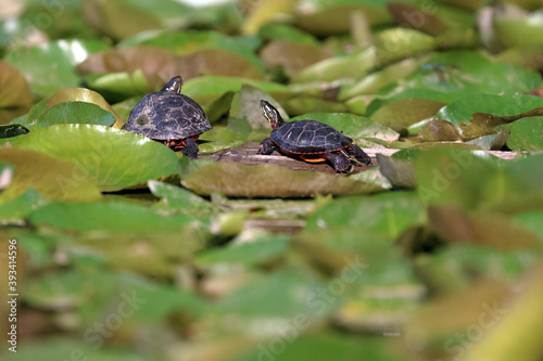 Turtle Alert!