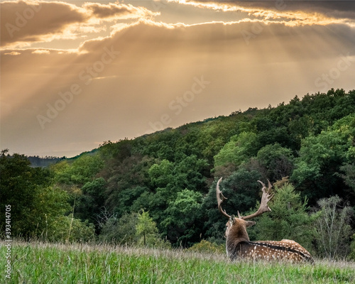 stag at sunset