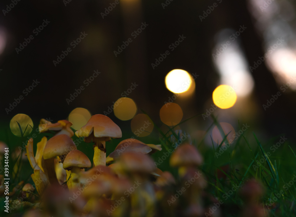 Set of small mushrooms among the grass of a forest. In the background, out of focus and among the trees of the forest a multitude of lights.