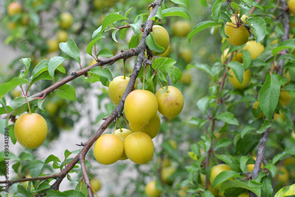 On the branch ripen fruits of plums (Prunus cerasifera).