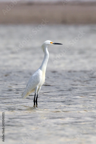 Snowy Egret © Todd