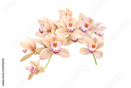 Canvastavla branch of pink orchid isolated on white background