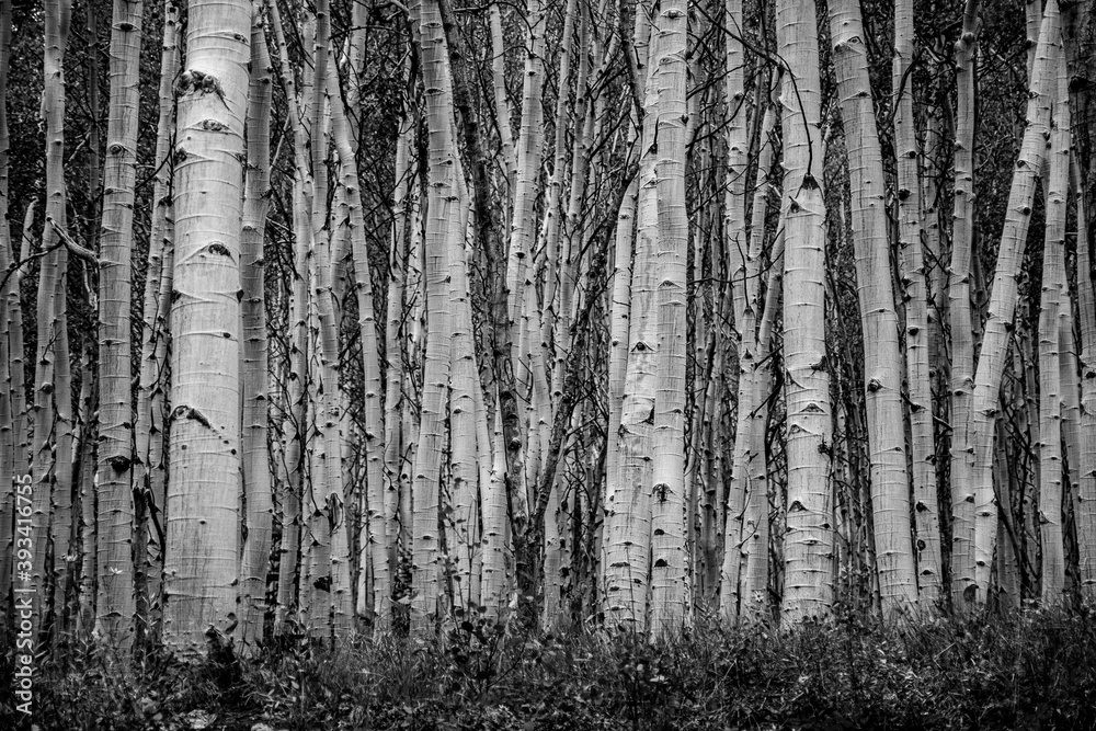 Obraz premium black and white aspen grove