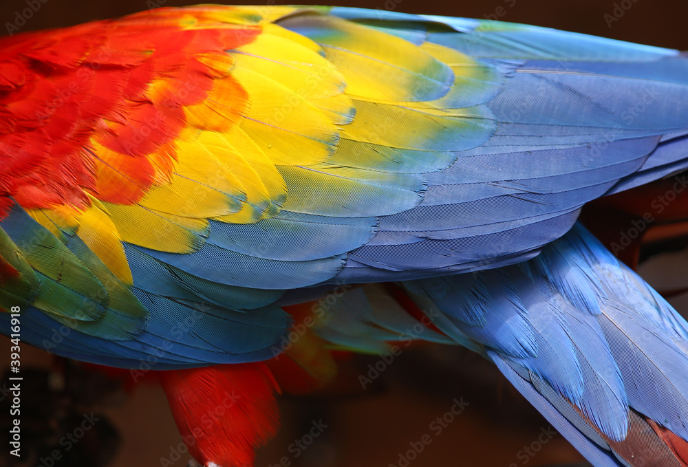Obraz premium The wing of the Scarlet Macaw