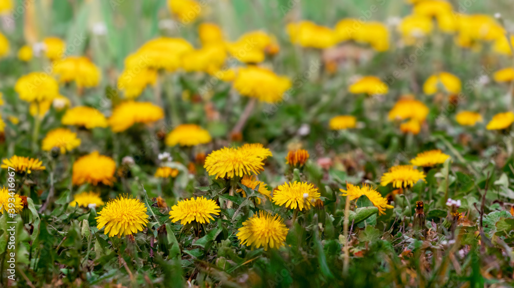 Spring background with yellow dandelions on the meadow
