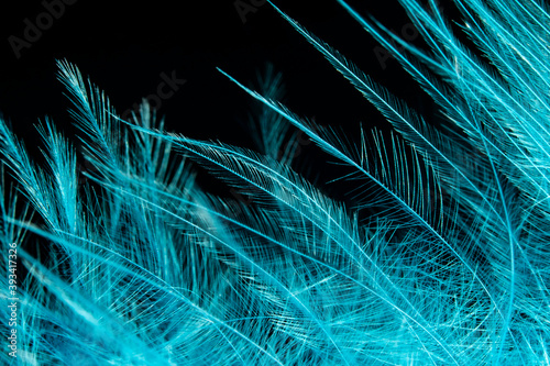 bird feather macro blue background, texture
