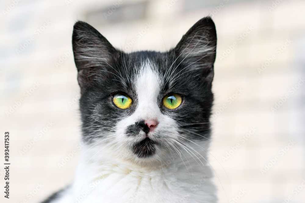 A kitten with black and white fur looks intently forward