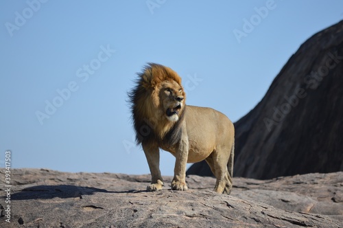Lion roaring on a rock in Serengeti National Park