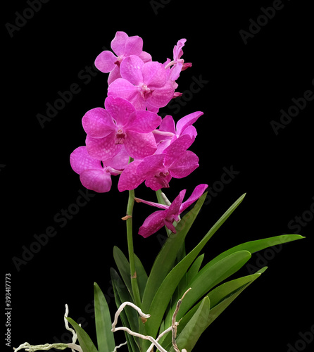 Vanda orchid bright pink, magenta isolated on black background, exotic indoor tropical plant. photo