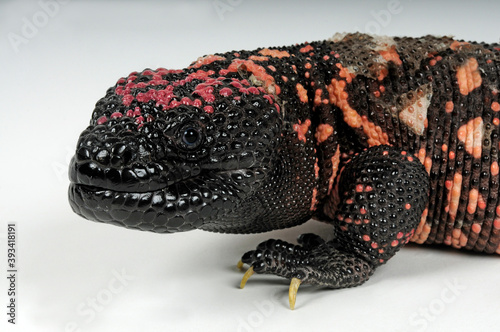 Gila monster, Gila-Krustenechse (Heloderma suspectum suspectum)  photo