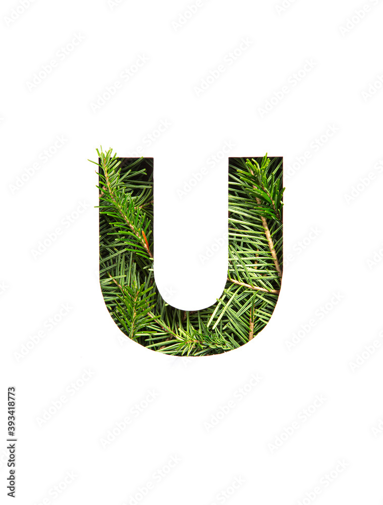 Letter U of English alphabet made of natural evergreen spruce needles and paper cut isolated on white. Xmas fir font Letter U of English alphabet made of natural evergreen spruce needles and paper cut isolated on white. Xmas fir font