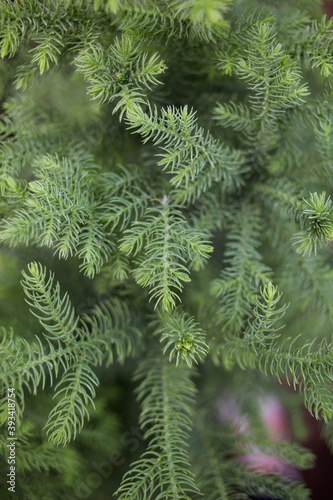 coniferous tree branches top view  soft focus. Natural winter background