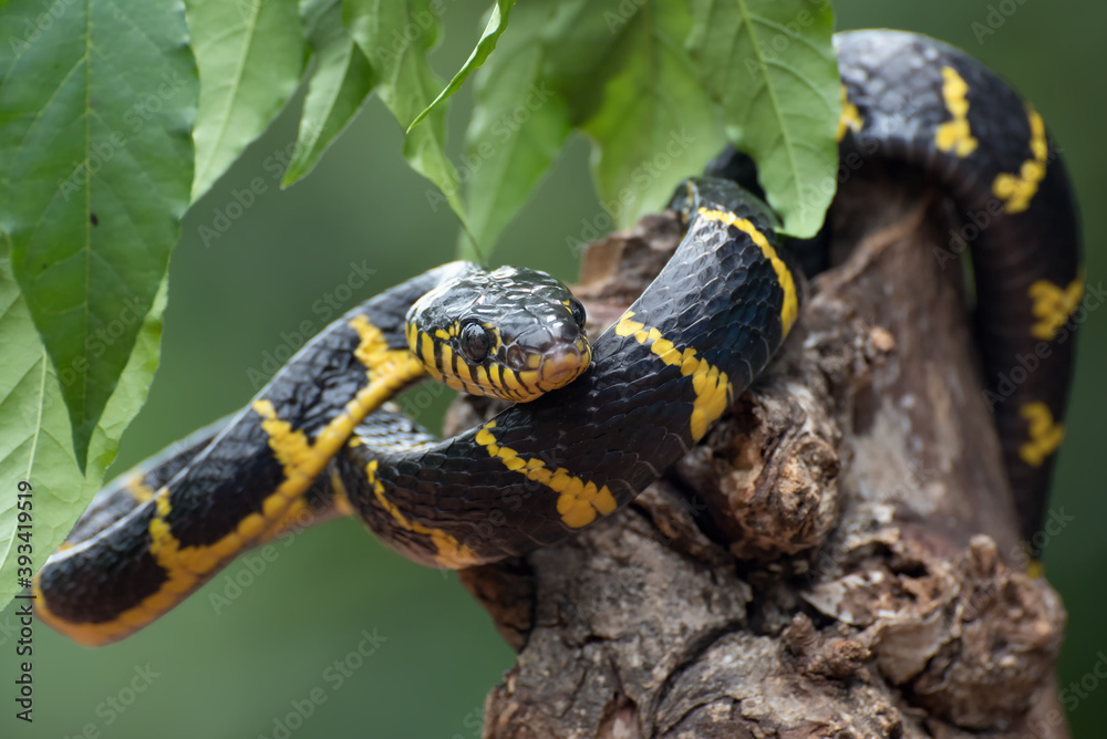 boiga snake dendrophilia in defensive mode, the gold-ringed cat snake,venomous snake boiga snake dendrophilia in defensive mode, the gold-ringed cat snake,venomous snake