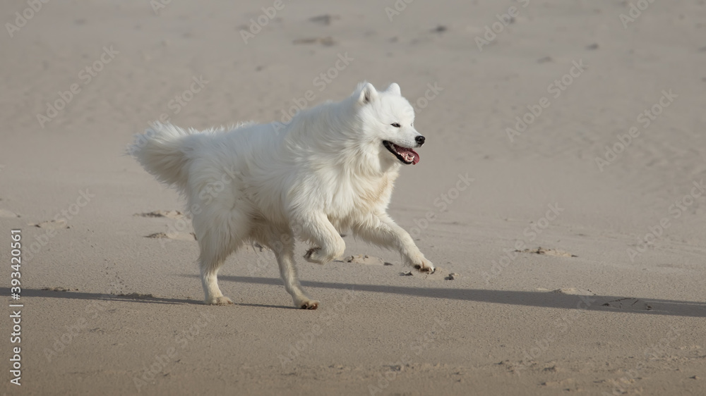 samoyed dog running on the beach samoyed dog running on the beach