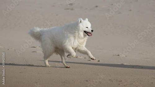 samoyed dog running on the beach