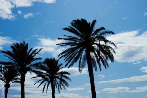 Black silhouette of date palms on a blue sky background