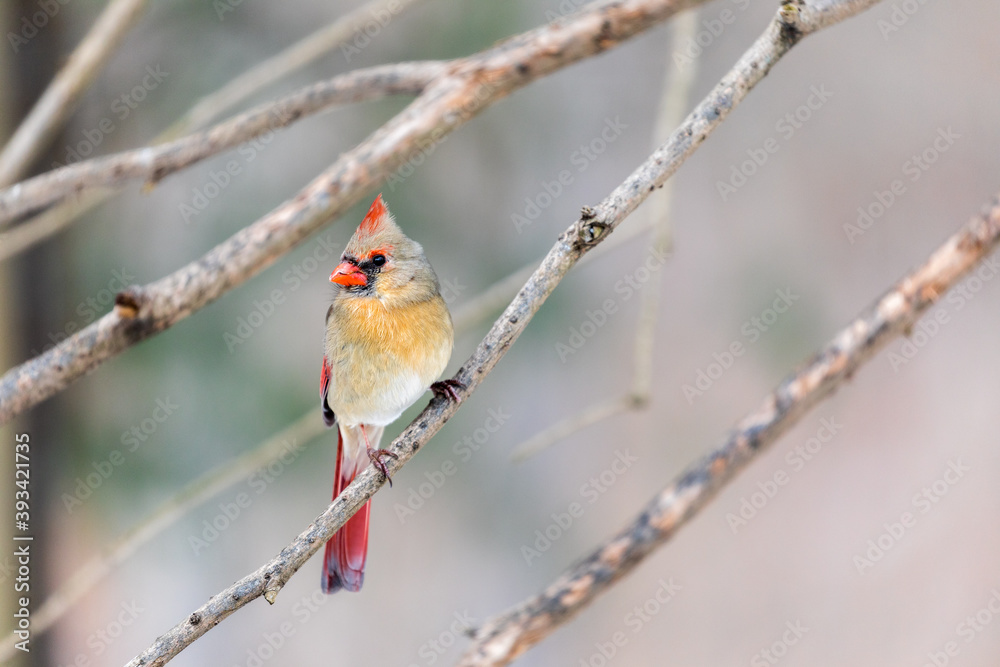 Fototapeta premium Female Cardinal