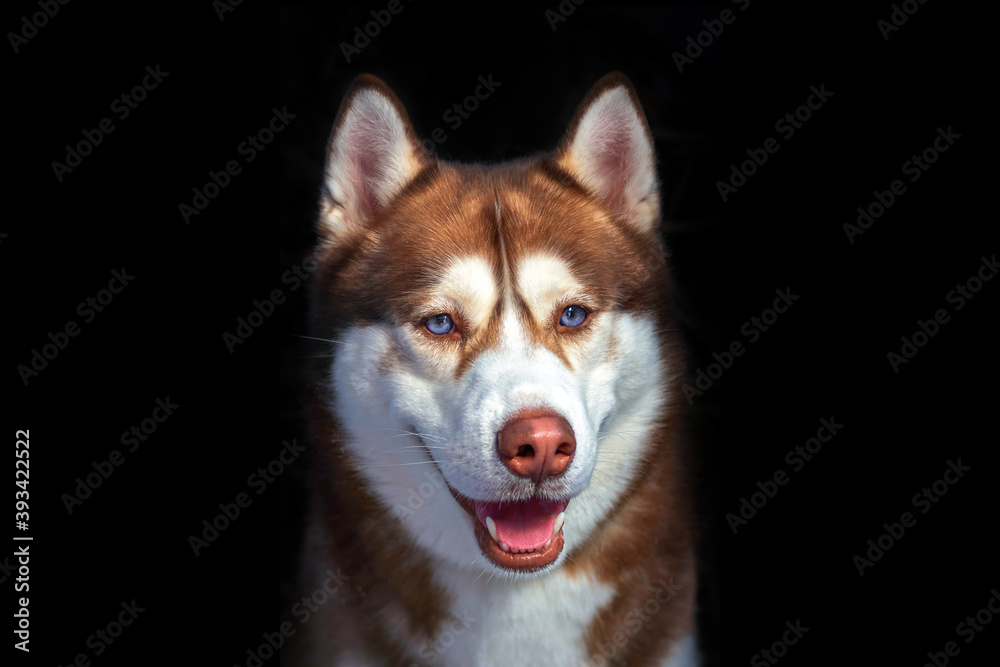 Cute blue eyed husky dog looks like smiling. Portrait siberian husky in the studio on black background Cute blue eyed husky dog looks like smiling. Portrait siberian husky in the studio on black background