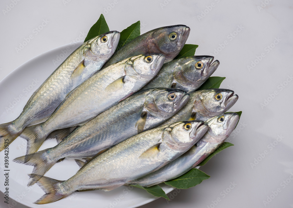 Fresh bluefishes ( Scientific name; Pomatomus saltatrix ) in the plate. Fresh bluefishes ( Scientific name; Pomatomus saltatrix ) in the plate.