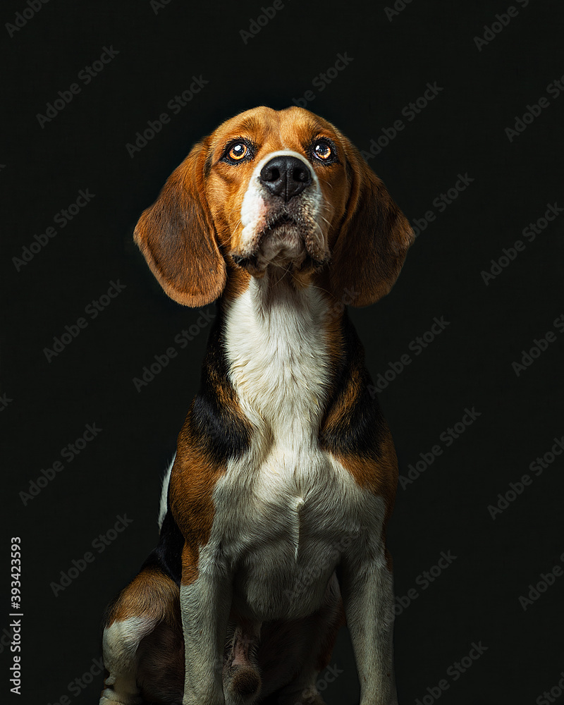 perro beagle de frente