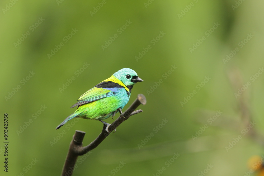 green headed tanager from the Brazilian rainforest green headed tanager from the Brazilian rainforest