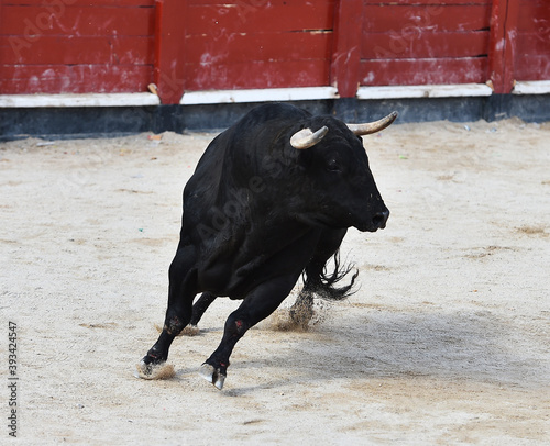 toro bravo español corriendo en una plaza de toros