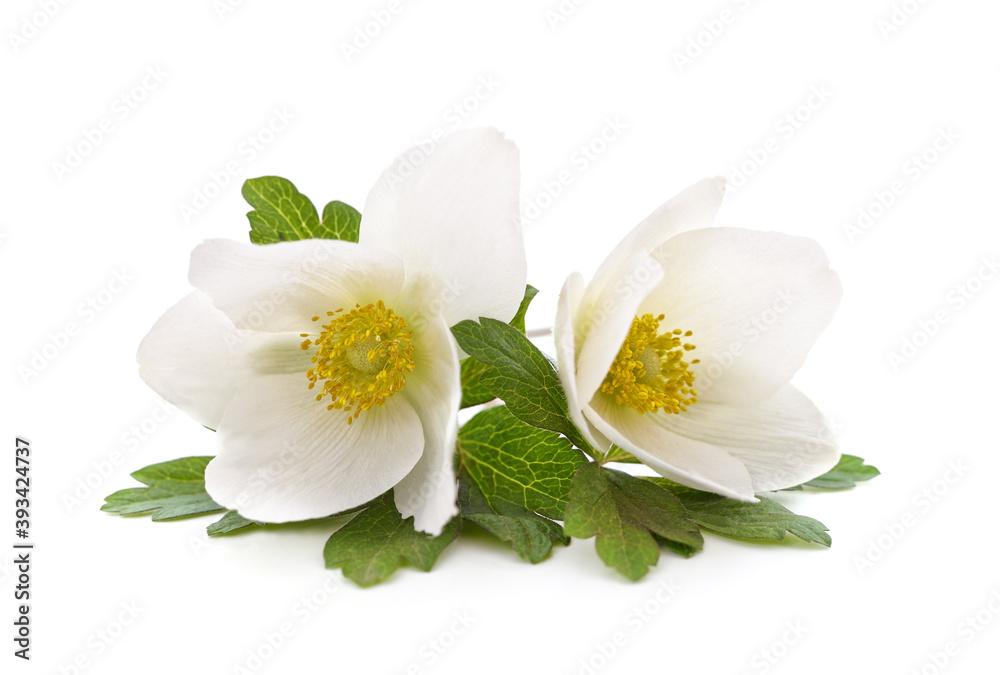 Bouquet of white anemones. Bouquet of white anemones.
