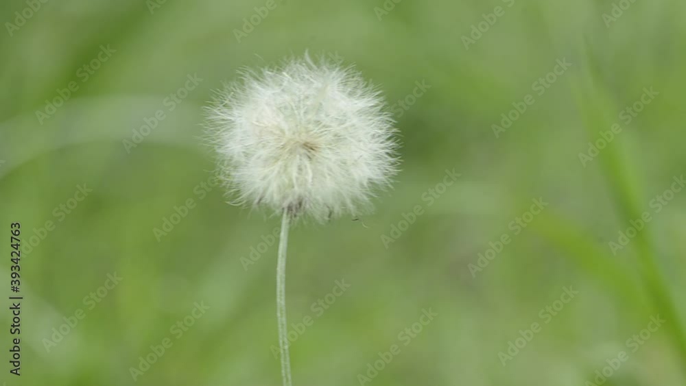 Dandelion plant moving in the breeze, on a cloudy morning with unfocused nature background. Dandelion plant moving in the breeze, on a cloudy morning with unfocused nature background.
