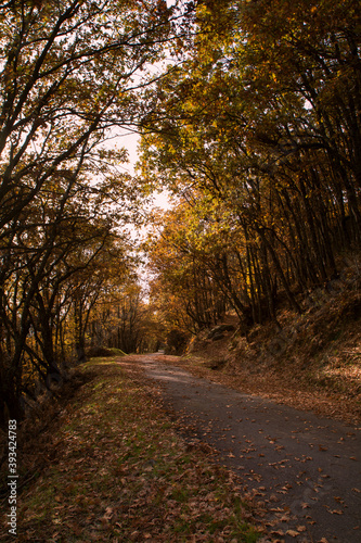 Fototapeta Naklejka Na Ścianę i Meble -  camino rodeado de arboles en otoño