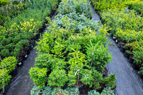 Section of conifers in the nursery-garden of ornamental plants for gardens, greenhouses, and interior design. Many different plants thujas, spruces, junipers, pines stand on the floor in pots.