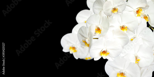 Large white Orchid flowers in the panoramic image. Panorama  a banner with space for text or insertion. White flowers on a black background.