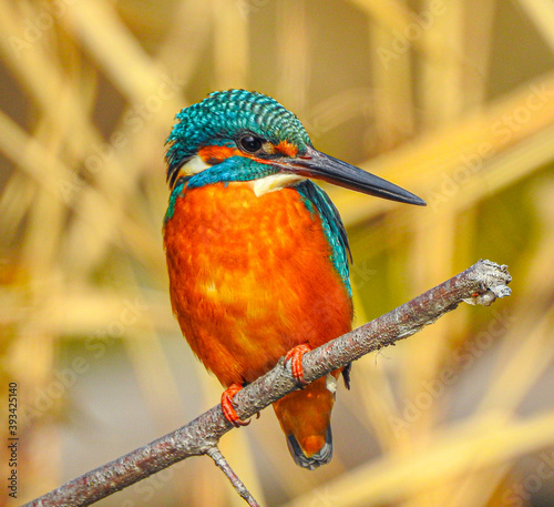 Beautiful colorful bird.