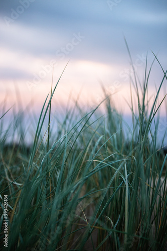 Strandhafer in der blauen Stunde