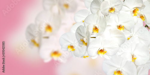 Fototapeta Naklejka Na Ścianę i Meble -  Large white Orchid flowers in the panoramic image. Panorama, a banner with space for text or insertion. White flowers on a pink background.