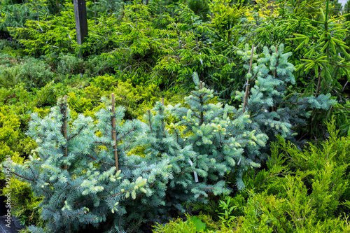 Section of conifers in the nursery-garden of ornamental plants for gardens, greenhouses, and interior design. Many different plants thujas, spruces, junipers, pines stand on the floor in pots. photo