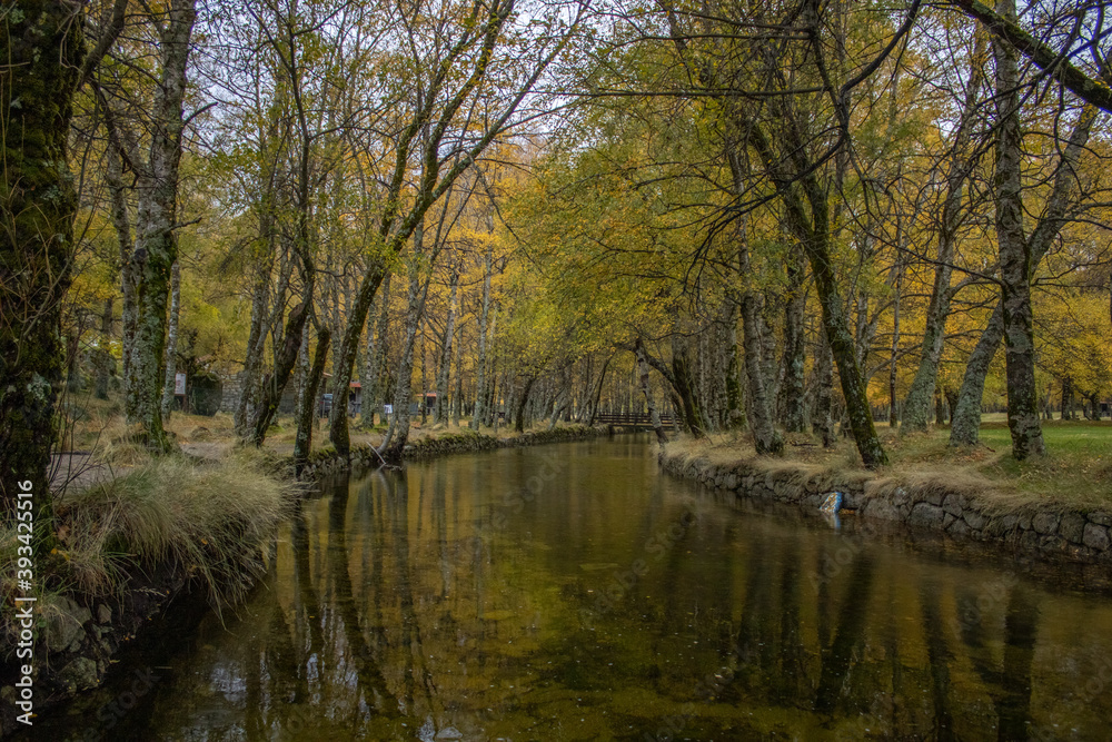 River and a bridge in the middle of yellow trees River and a bridge in the middle of yellow trees