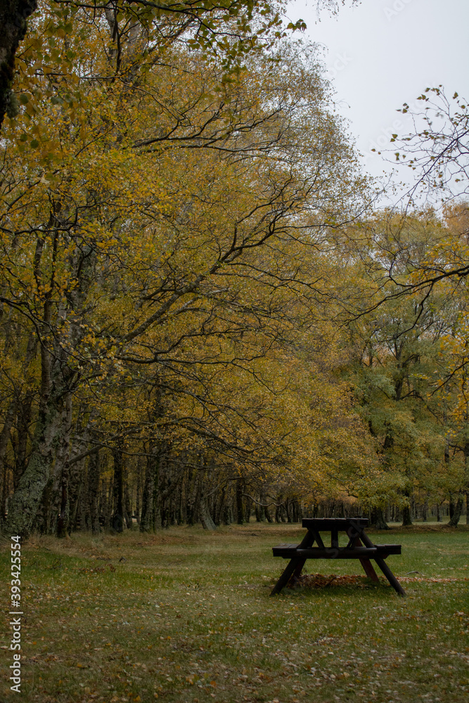 Picnic table in the middle of yellow trees