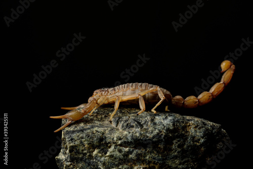 escorpión en una piedra (Buthus occitanus) Marbella Andalucía España	