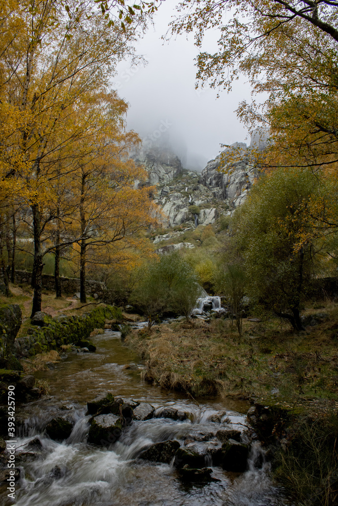 Yellow trees during fall and a mountain covered in fog 